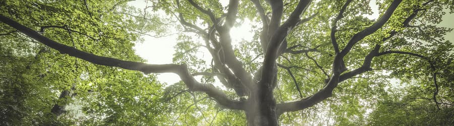 Kent u Heksenboom van Zwarte Kaat al? Deze boom heeft nu uw stem nodig!